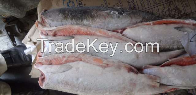 fish sockeye