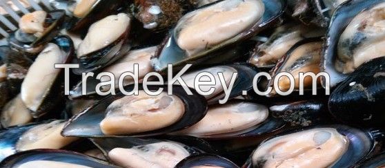 Seafood Shellfish Frozen Half Shell Mussel