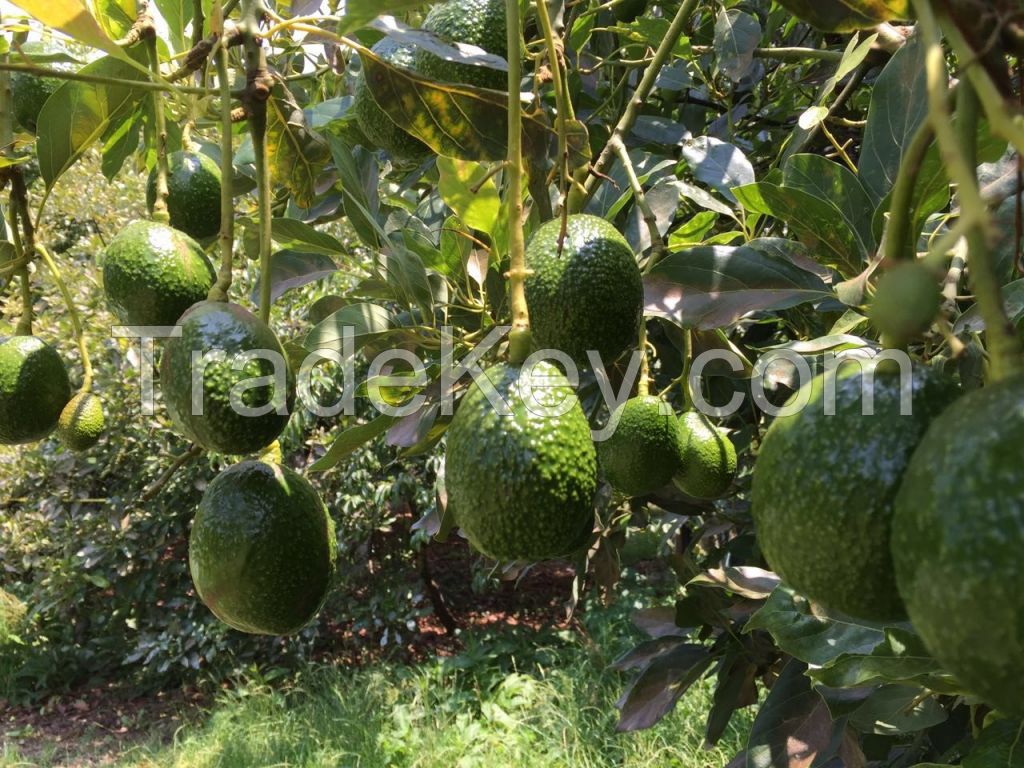 Hass avocado green gold