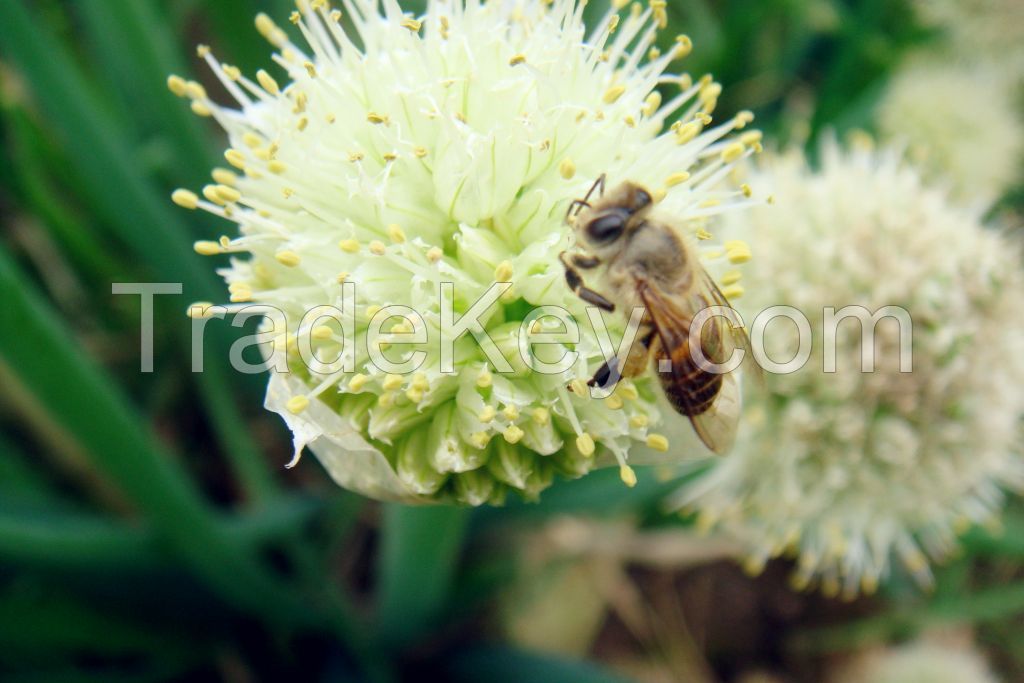 honey of various flowers