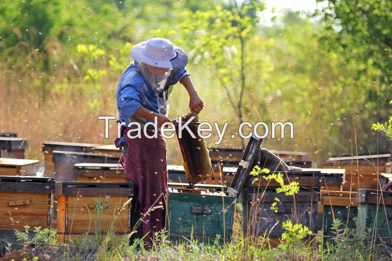 sophora flower honey