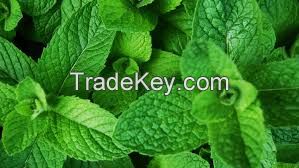 Peppermint essential oil