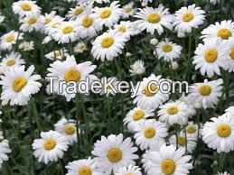 Chamomile essential oil