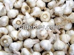 Garlic essential oil