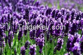 Lavender essential oil