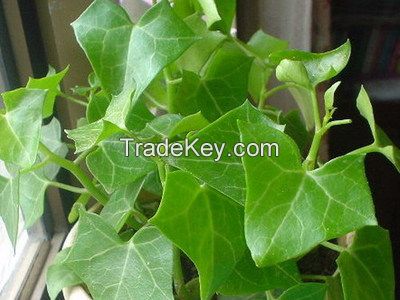 High Quality Ivy Leaf Extract 1%-10%Hederagenin