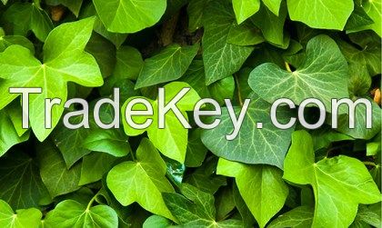 High Quality Ivy Leaf Extract 1%-10%Hederagenin