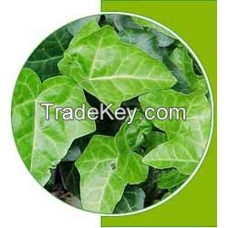 High Quality Ivy Leaf Extract 1%-10%Hederagenin