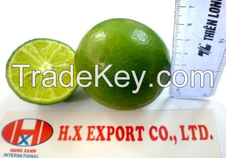 High Quality Vietnam Fresh Lime with seeds