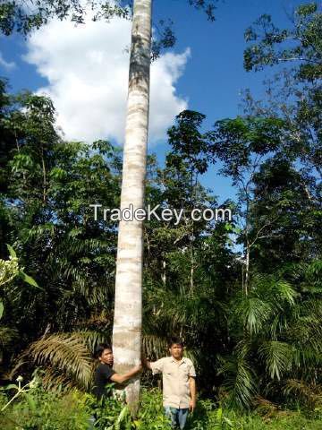 Wild Agarwood from Sumatra Indonesia