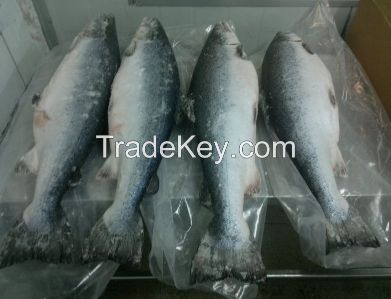 Frozen Atlantic Salmon H/O Gutted | Norwegian Salmon Head/On Gutted