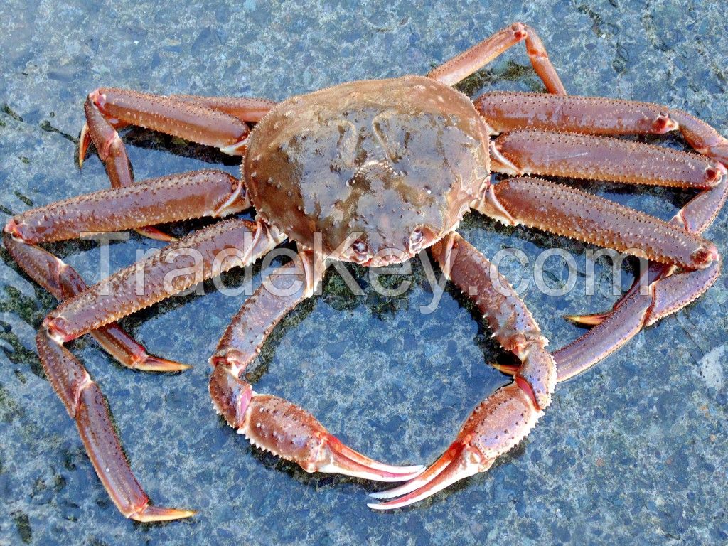 Live Snow Crab (Chionoecetes opilio)