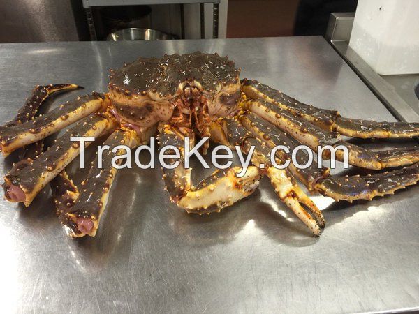 Live Red King Crab | King Crabs Seactions | Legs & Clustters