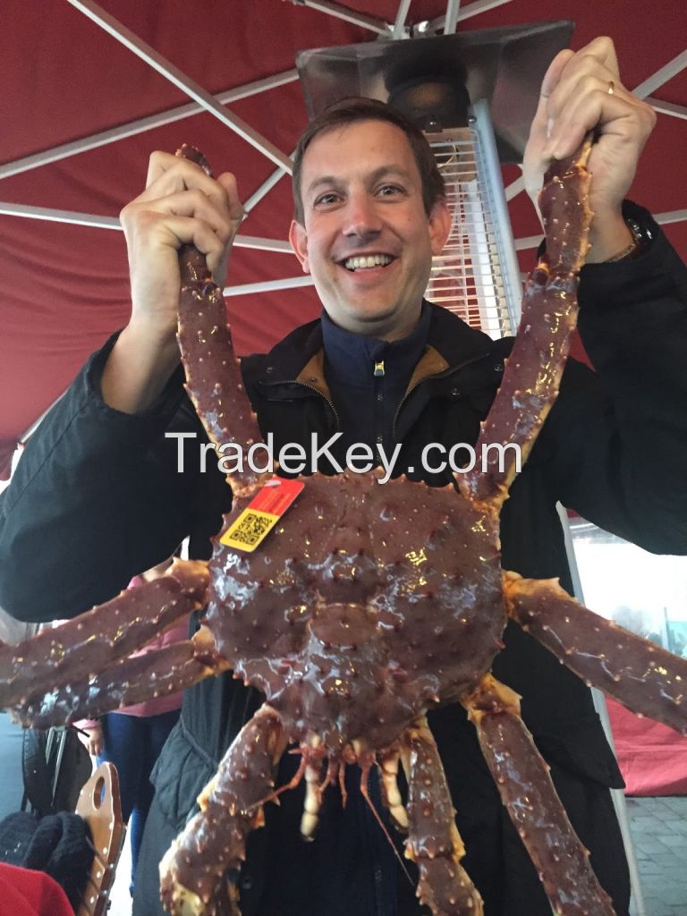 Live Red King Crab | King Crabs Seactions | Legs & Clustters