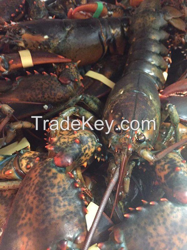 Live Canadian Lobster(Homarus Americanus) | Cooked Frozen Canadian Lobsters