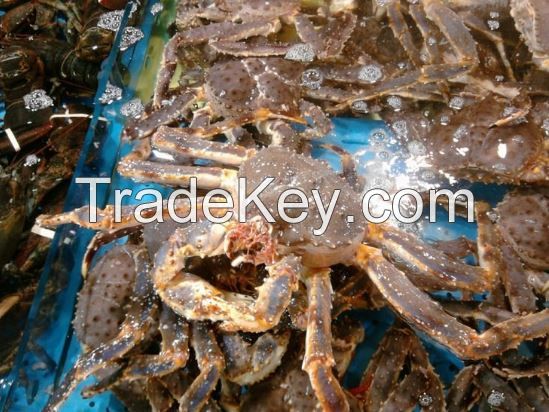 Live Red King Crab, Whole round