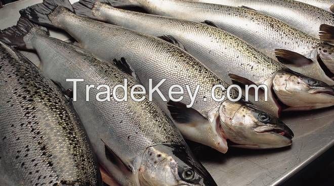 Fresh Atlantic Salmon H/ON 6-7 kg +