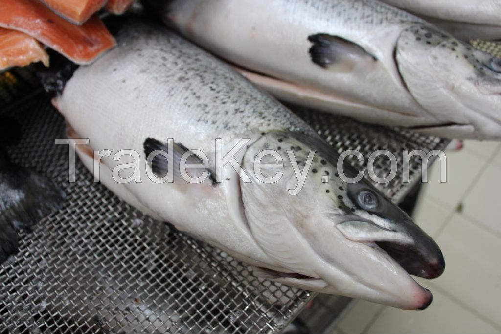 Atlantic salmon (Salmo Salar)