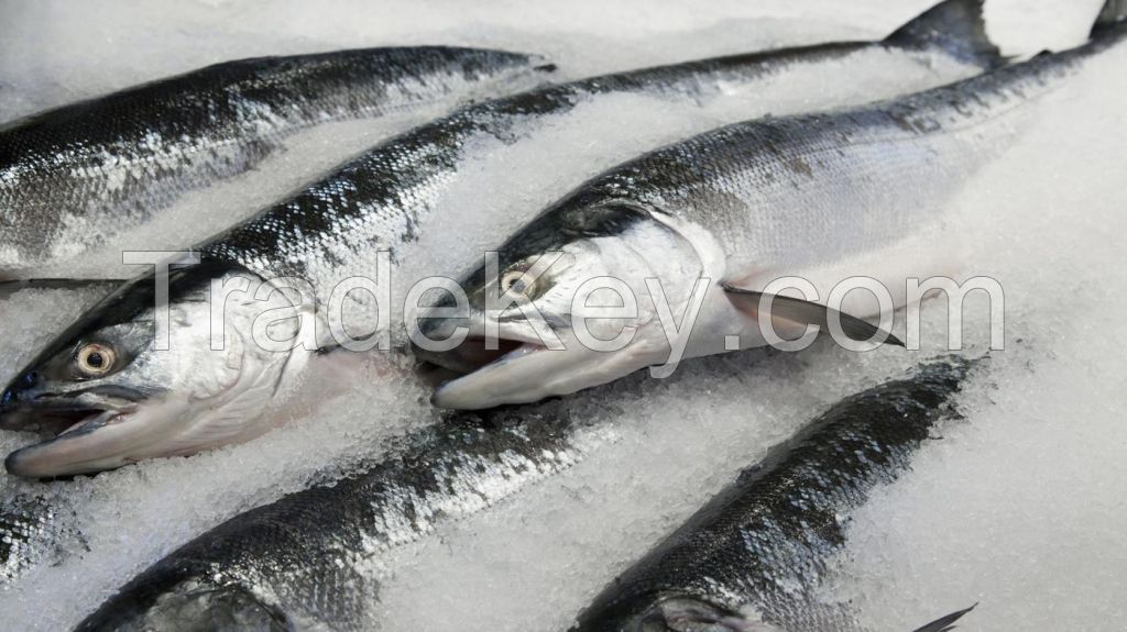 Frozen Atlantic salmon (Salmo Salar)
