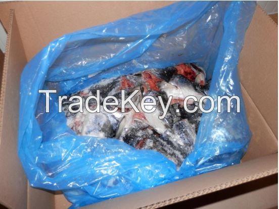  Frozen Atlantic Salmon Fillet Heads V-Cuts , IQF ( Aproved to Russia )