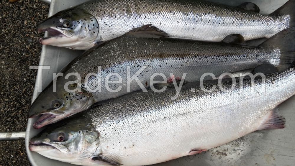 Fresh and Frozen Atlantic Salmon H/O Gutted | Norwegian Salmon Head On | Salmo salar
