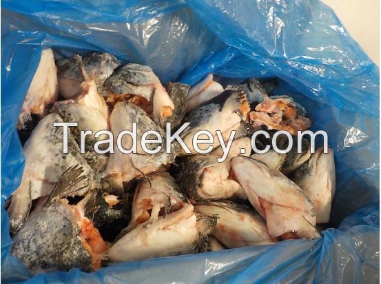  Frozen Atlantic Salmon Fillet Heads V-Cuts , IQF ( Aproved to Russia )