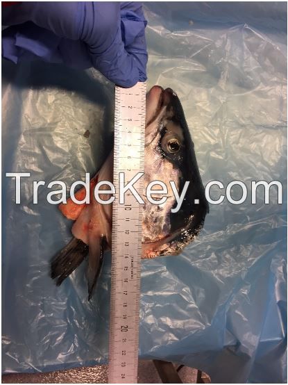 Frozen Salmon Head 450 gram + V-Cut