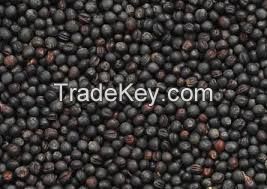 rapeseeds/canola seeds shipment origin from Ukraine with high oil content