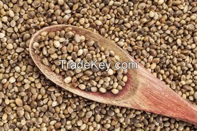 Hemp seeds