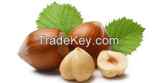 Raw Hazelnuts Kernels in Shell, Hazelnuts / Filberts