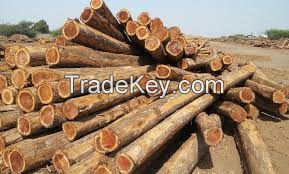 Oak wood lumber / Ash wood logs / Maple wood logs