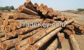 Walnut logs / Cherry wood logs / Wood lumber