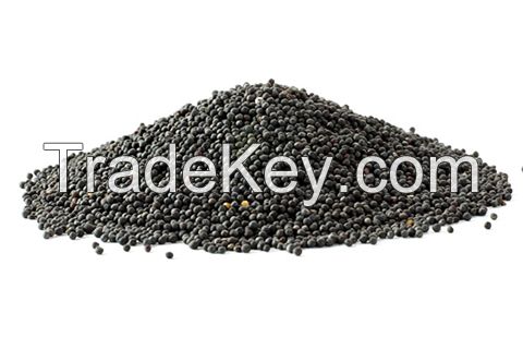 rapeseeds/canola seeds shipment origin from Ukraine with high oil content