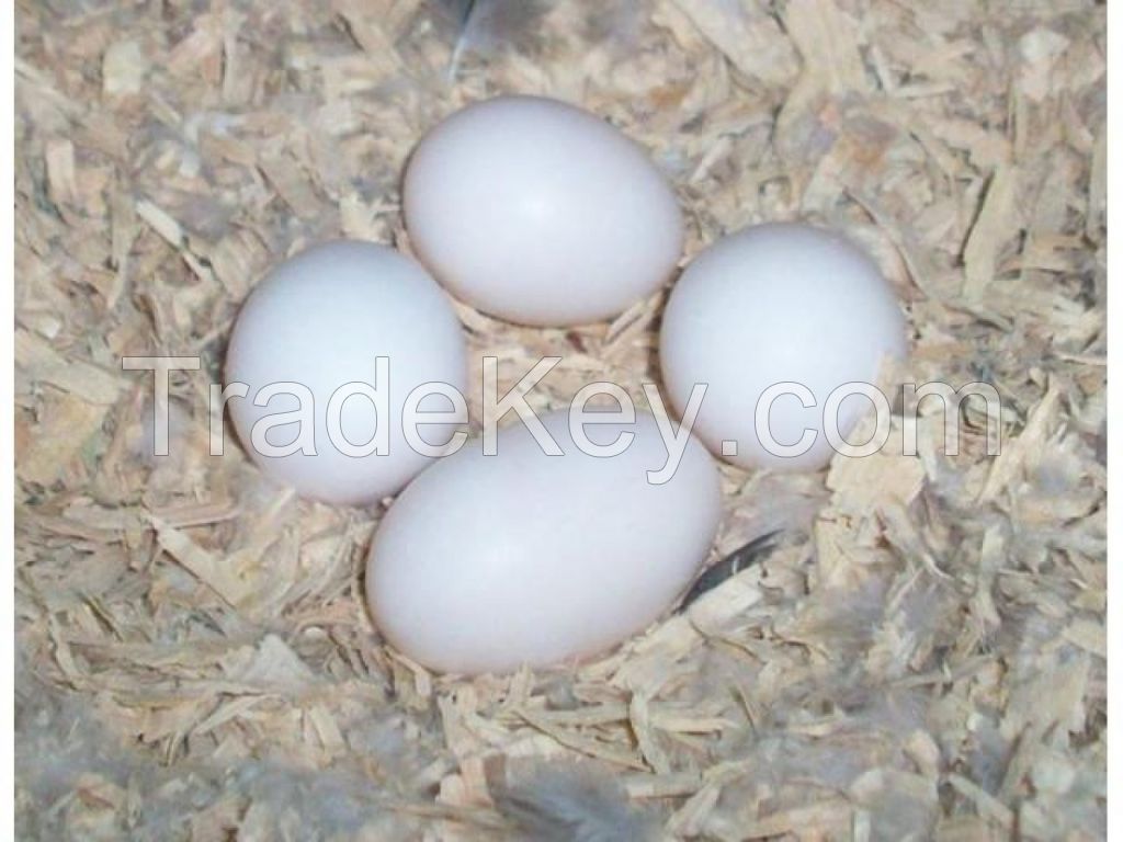 White fresh chicken eggs