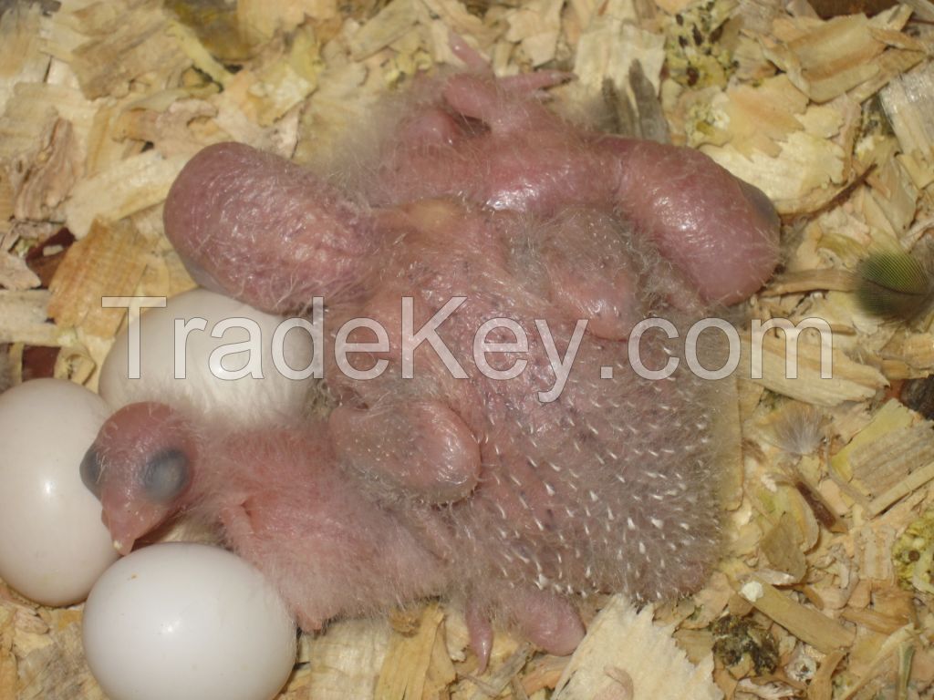 Parrot Eggs for sale