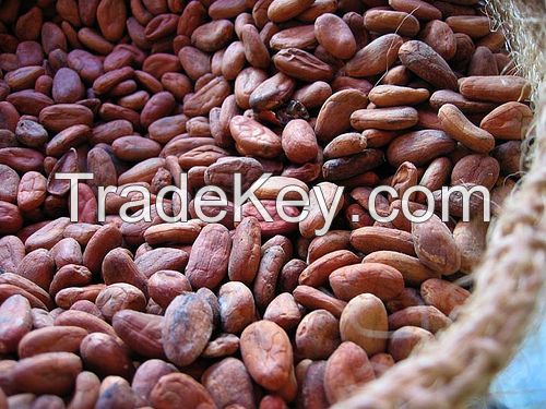 Cocoa Beans