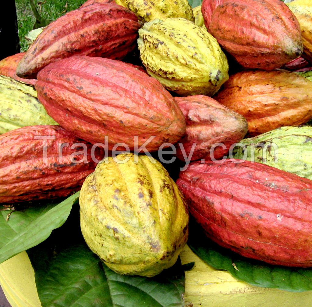 Cocoa Beans