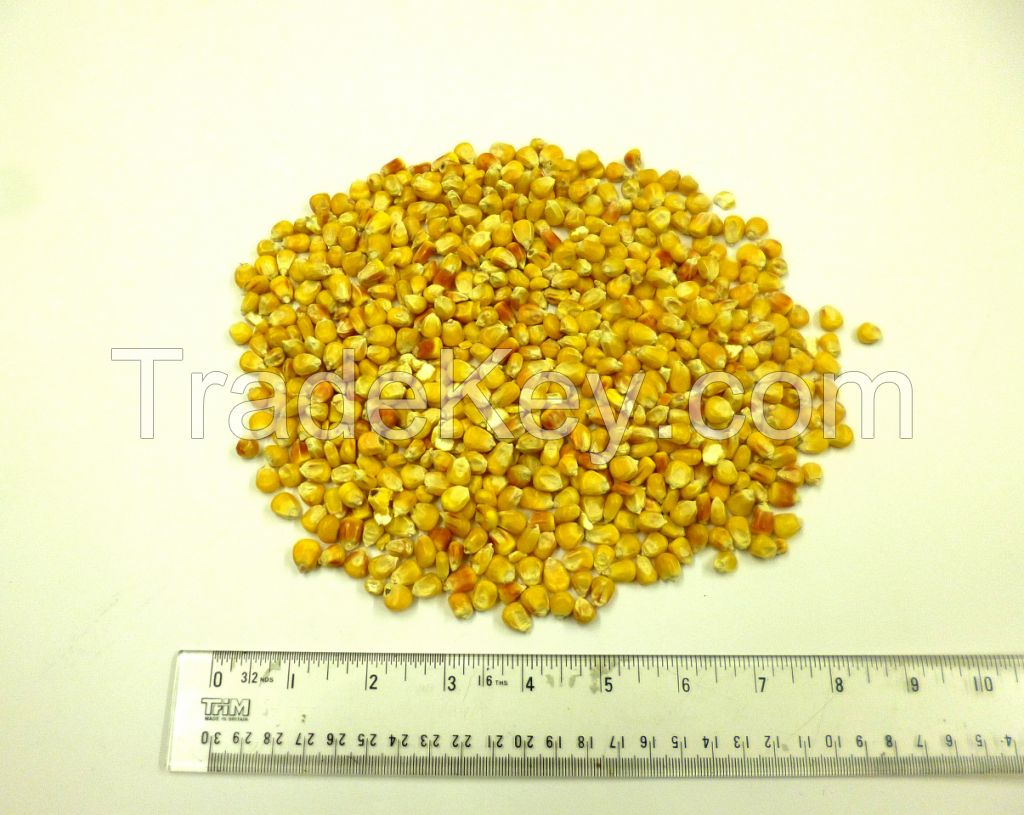 yellow feed & milling corn ex cis