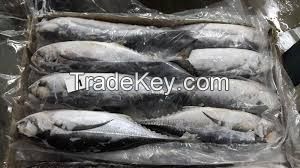 fish maw price jack mackerel