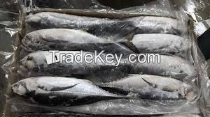 Price of dried sea cucumber april skin horse mackerel