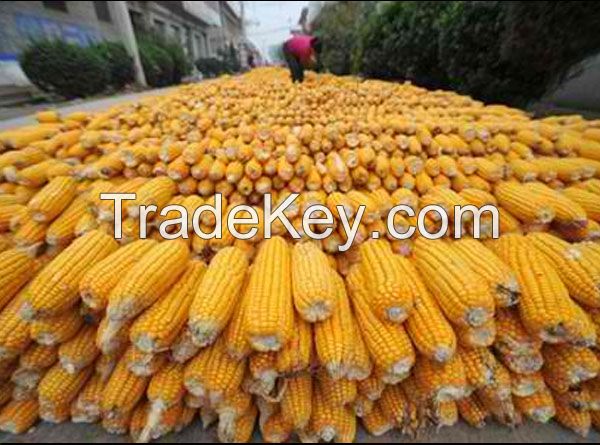  Natural Yellow Dried Maize / Corn 