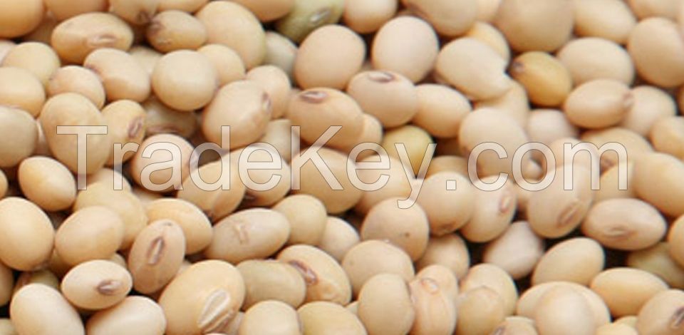 Yellow Soybean