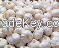 Fresh Garlic