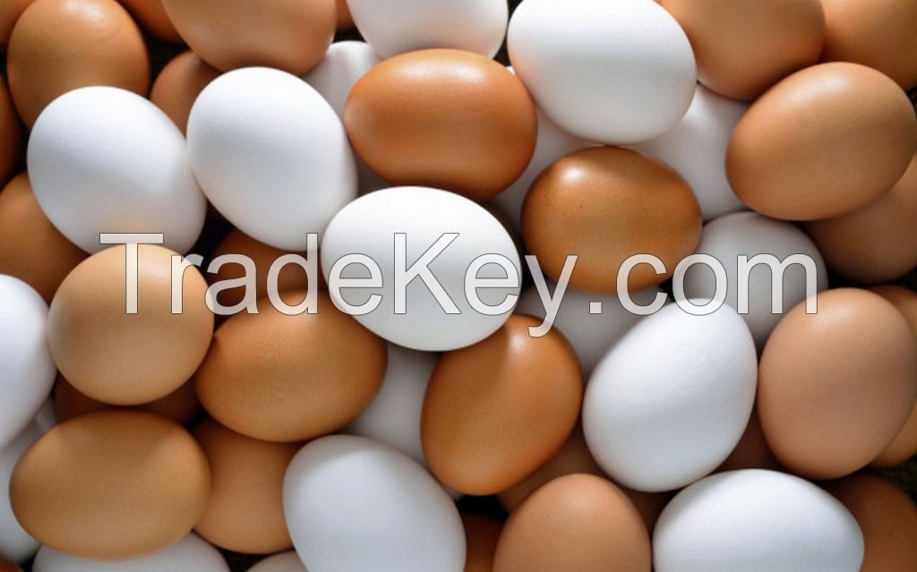 TOP QUALITY BROWN AND WHITE CHICKEN TABLE EGGS FOR SALE