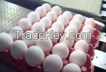 Fresh Table Eggs , Fresh Farm Eggs , Fresh Chicken Table Eggs ,Poultry Table Eggs