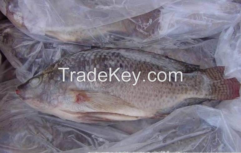  Frozen Tilapia Whole Round Fish   