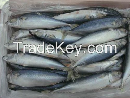 Quality Seafood Product Frozen Black Tilapia Fish