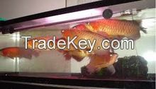 24 K Golden Arowana Fish , Chili Red Arowana, Asian Super Red Arowana Fish