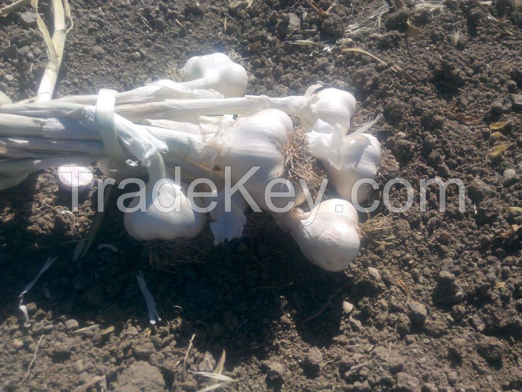 2016 Organic Kastamonu Taskopru Garlic