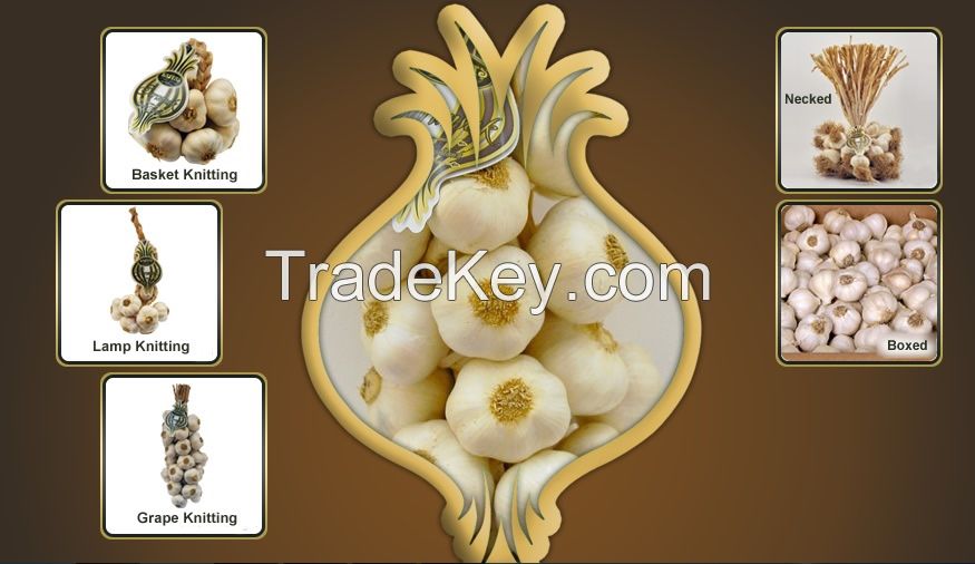 2016 Organic Kastamonu Taskopru Garlic
